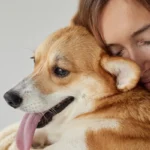 hoa emotional support animals