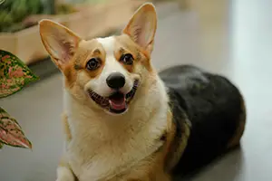 homeowners association dog rules